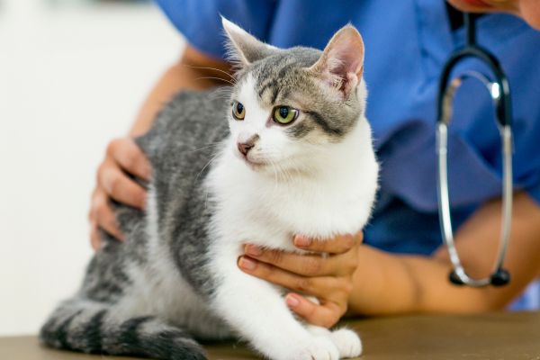 A veterinarian examining a tabby cat