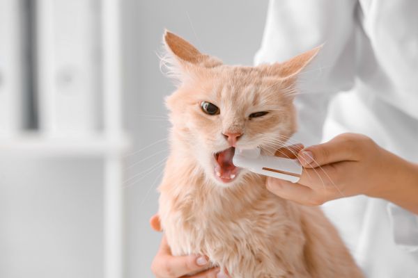 A person gently brushing the teeth of a cat