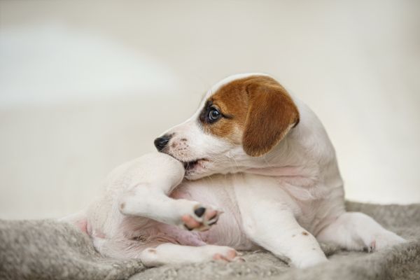 A cute little dog with brown and white fur