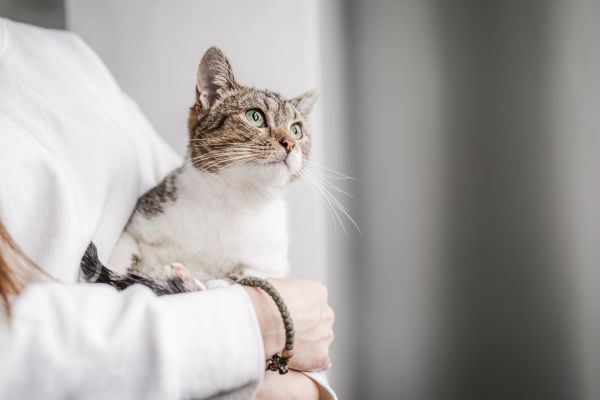 a cat with vet