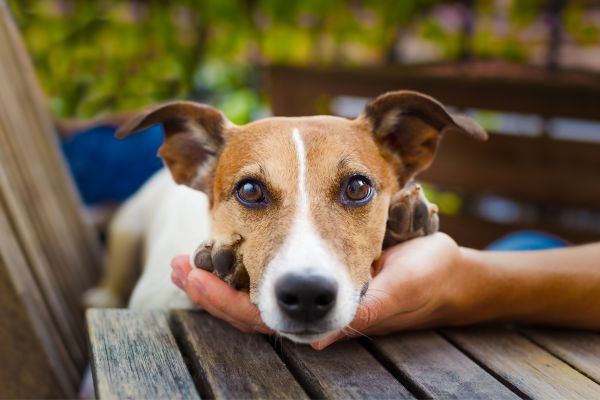 A dog being gently held by its owners hand