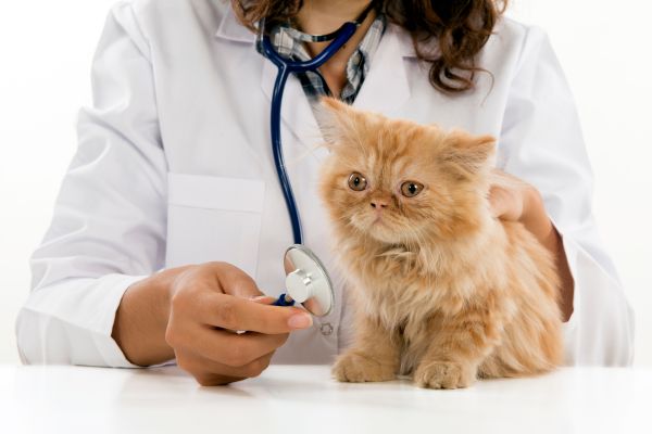 A woman gently holds a cat with a stethoscope