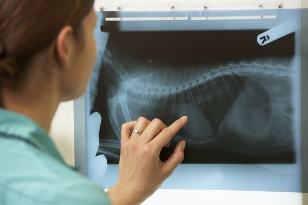 A woman examining an x-ray of dog