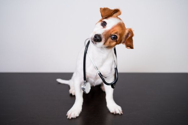 A dog with stethoscope