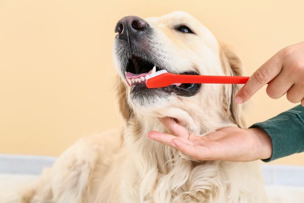 a person brushing a dogs teeth