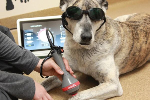 Pet laser therapy