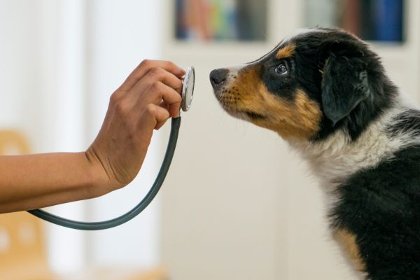 dog sniffing a stethoscope