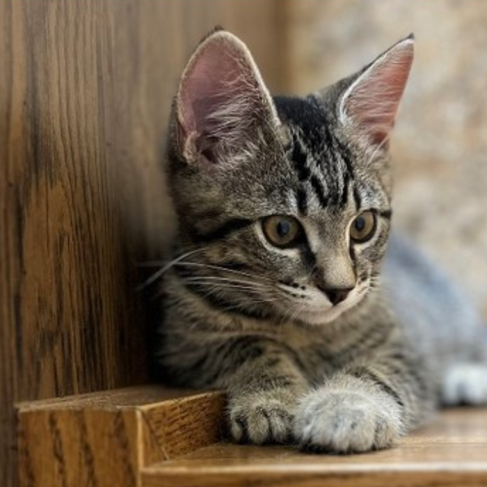 Alyssa (5) Coming soon